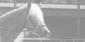 "Hit auf Hit in Tirol" Regisseur auf Haflinger